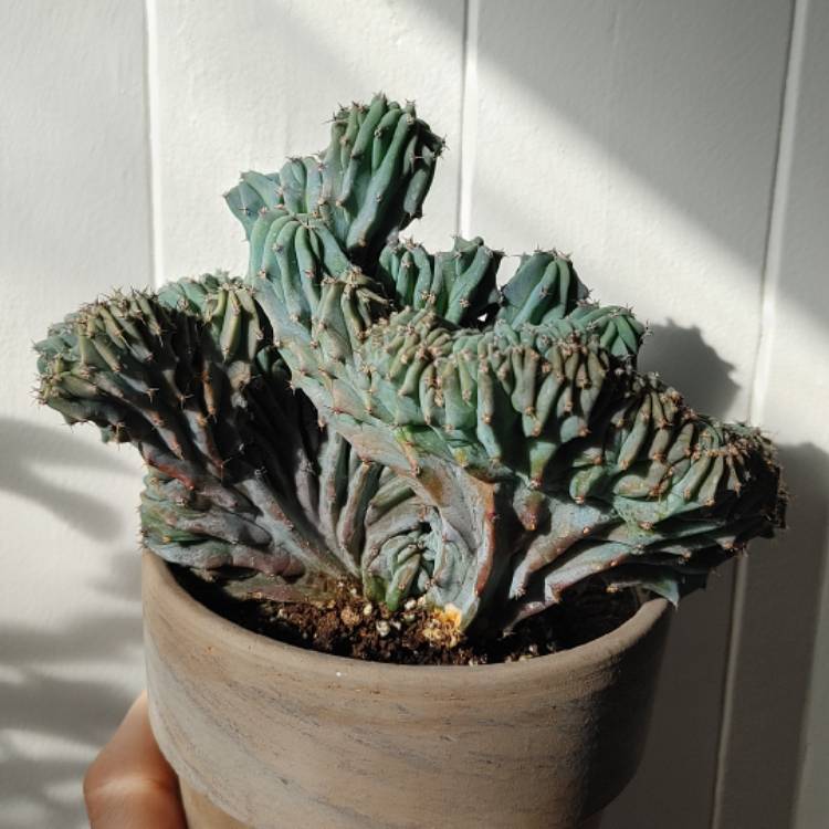 Plant image Myrtillocactus geometrizans cristata