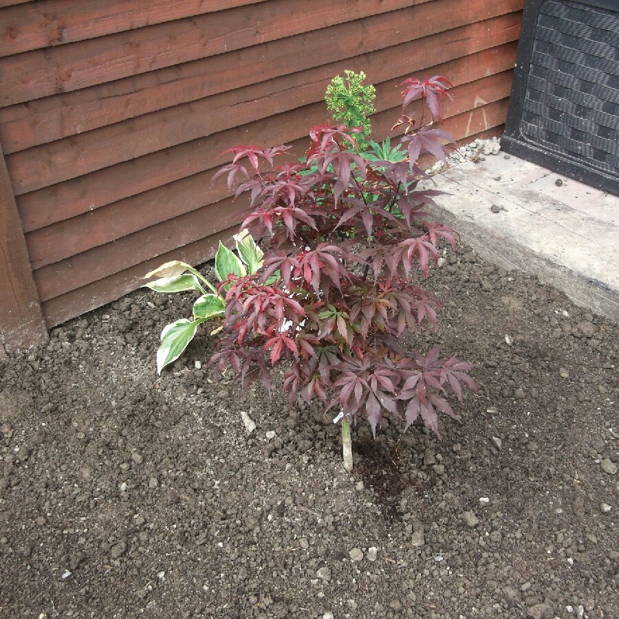 Japanese Maple 'Skeeter's Broom'