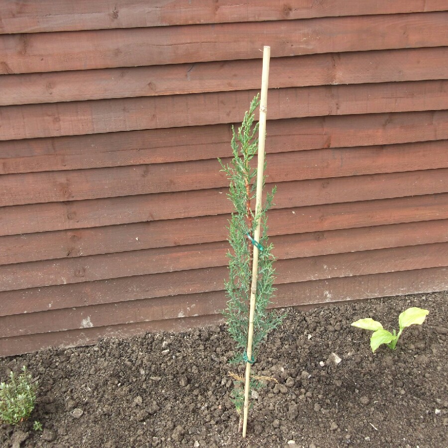 Italian Cypress