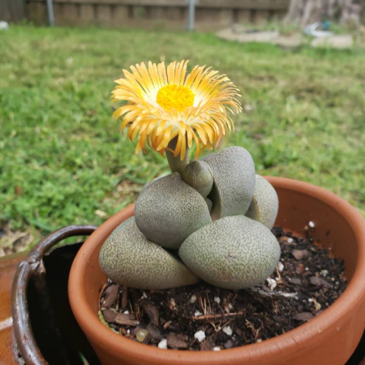 Plant image Pleiospilos mix species