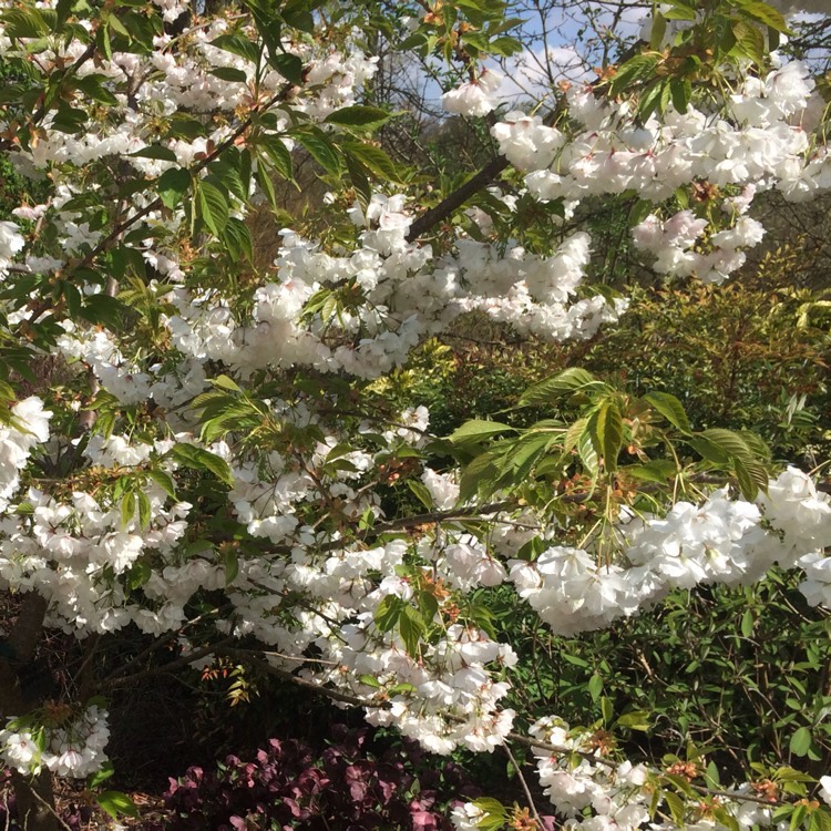 Plant image Prunus 'Shirotae' syn. Prunus serrulata 'Kojima', Prunus 'Mount Fuji'