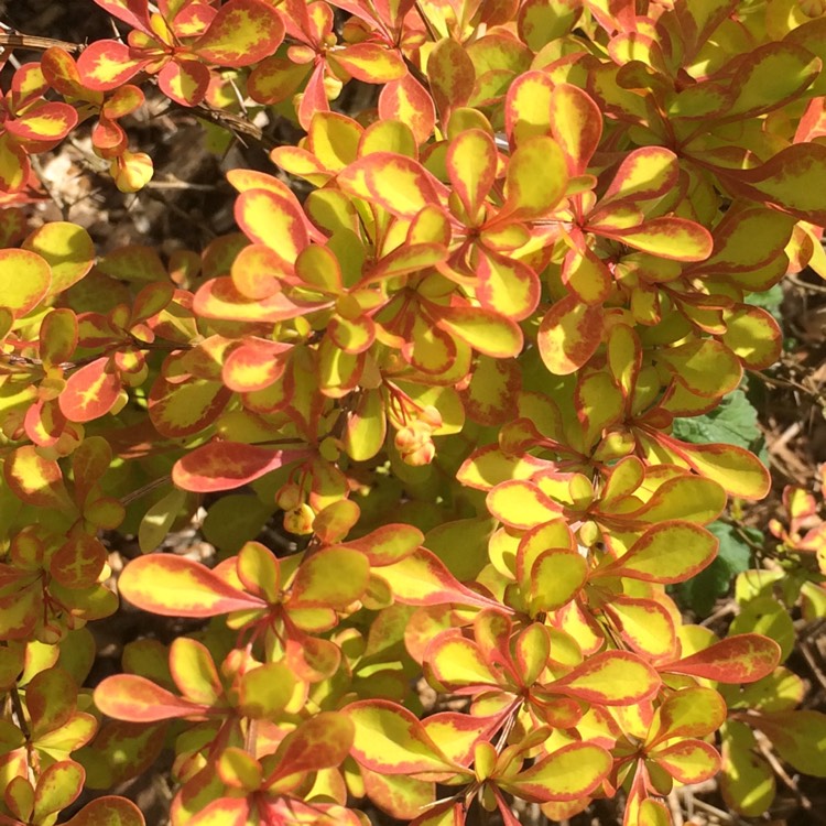 Plant image Berberis thunbergii 'Diabolicum'