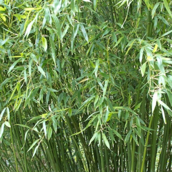 Plant image Phyllostachys bissetii