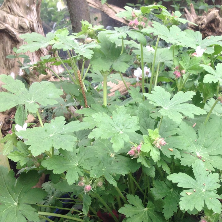 Plant image Geranium macrorrhizum 'Spessart'