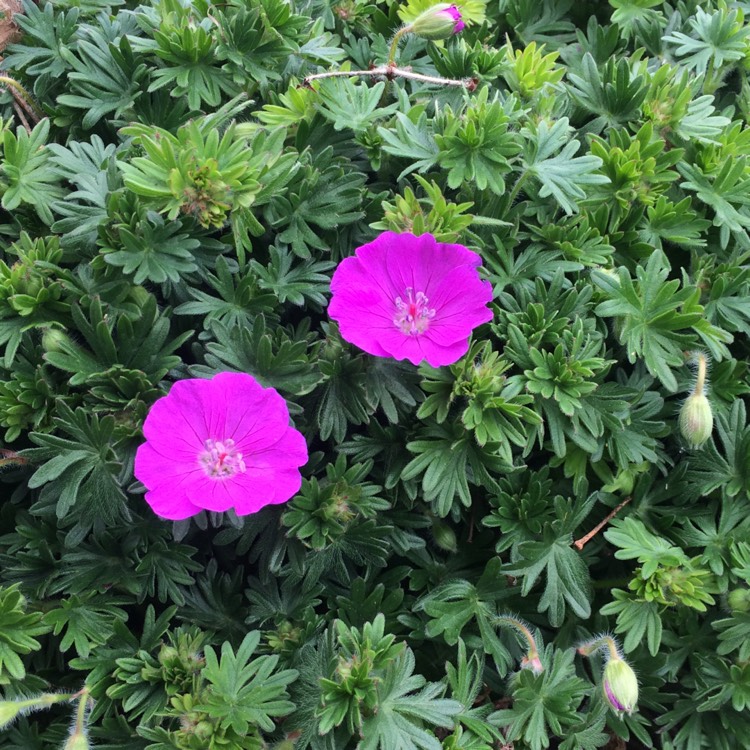 Plant image Geranium 'Khan'