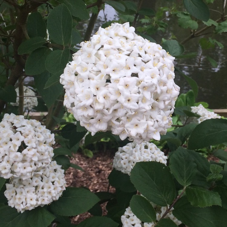 Plant image Viburnum x burkwoodii