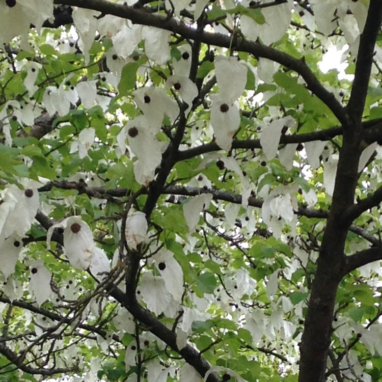 Plant image Davidia Involucrata