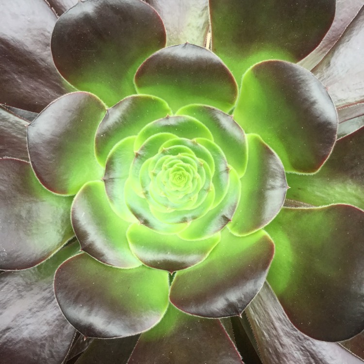 Plant image Aeonium Cyclops