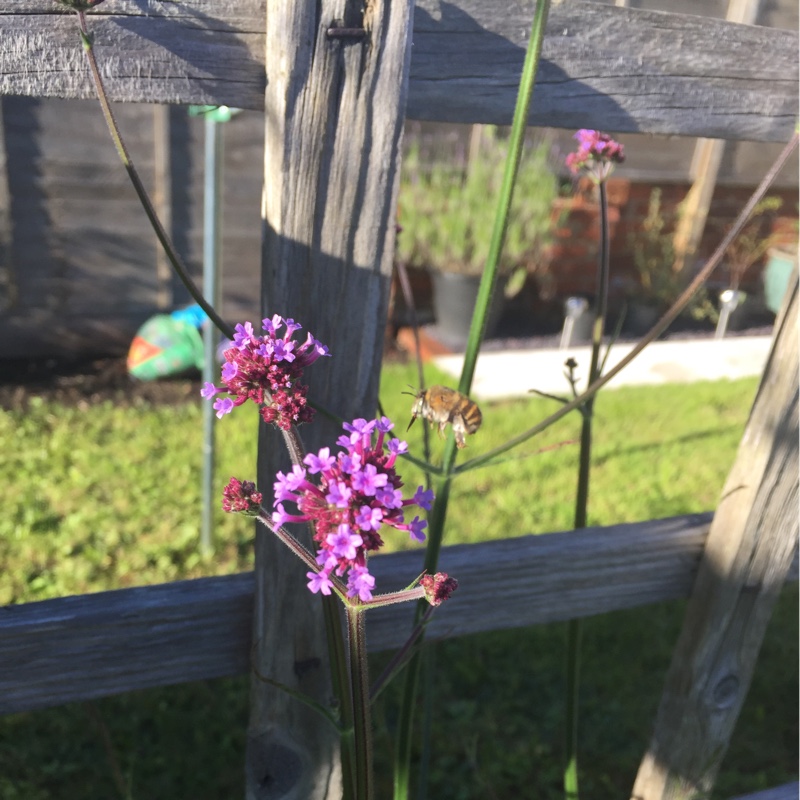 Purple Top Vervain