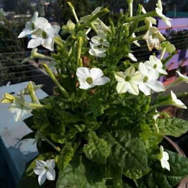 Nicotiana