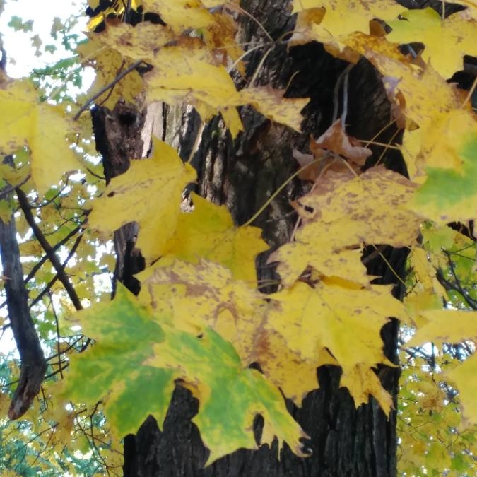 Plant image Acer platanoides