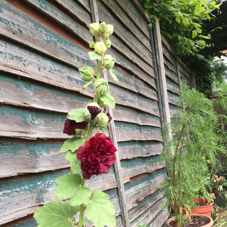 Alcea rosea syn. Althaea rosea, Hollyhock - uploaded by @Binny