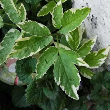 Ground Elder