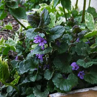 Ground ivy