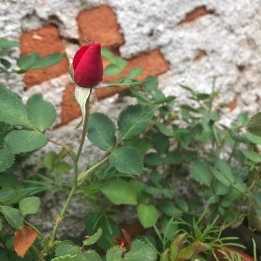 Rose (Miniature)