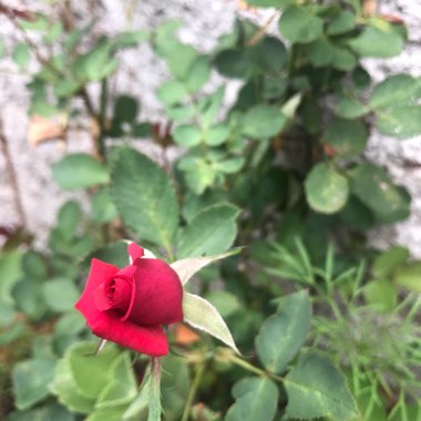 Rose (Miniature)