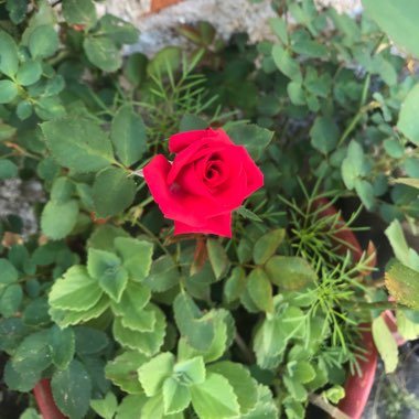 Rose (Miniature)