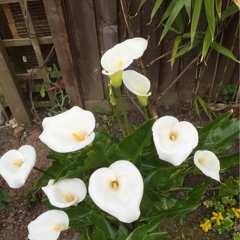 Calla Lily