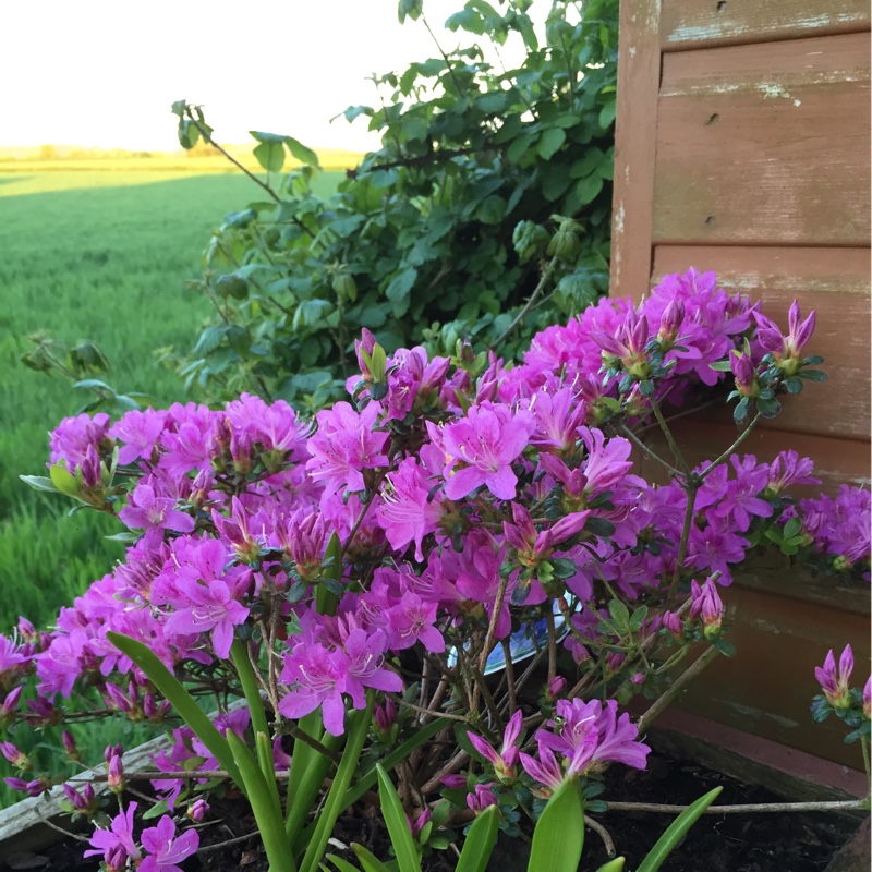 Plant image Rhododendron japonica 'Silver Queen'