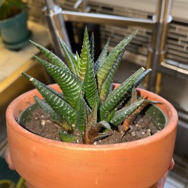 Haworthiopsis limifolia syn. Haworthia limifolia