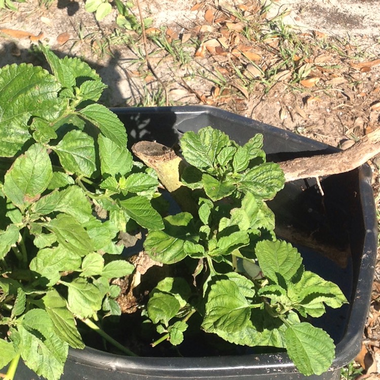 Plant image Lantana Camara 'Bonita'