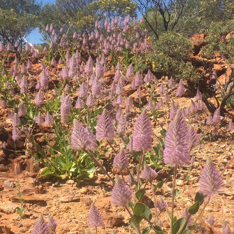 Plant image Ptilotus nobilis syn. Pytilotus exaltatus