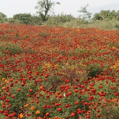 Avinash's garden