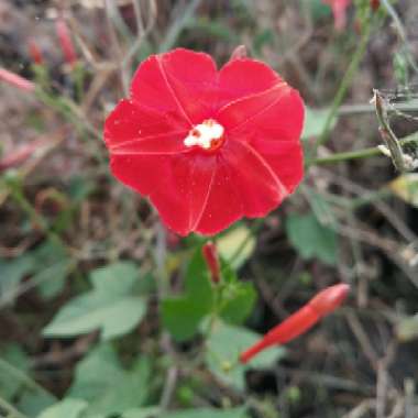 Red Morning Glory