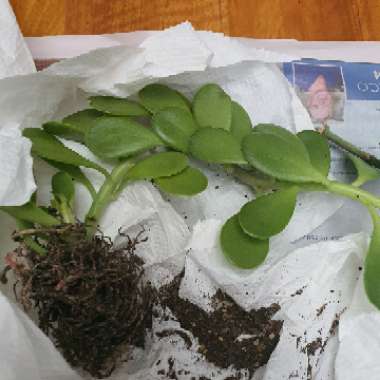 Senecio 'Trailing Jade Variegated'