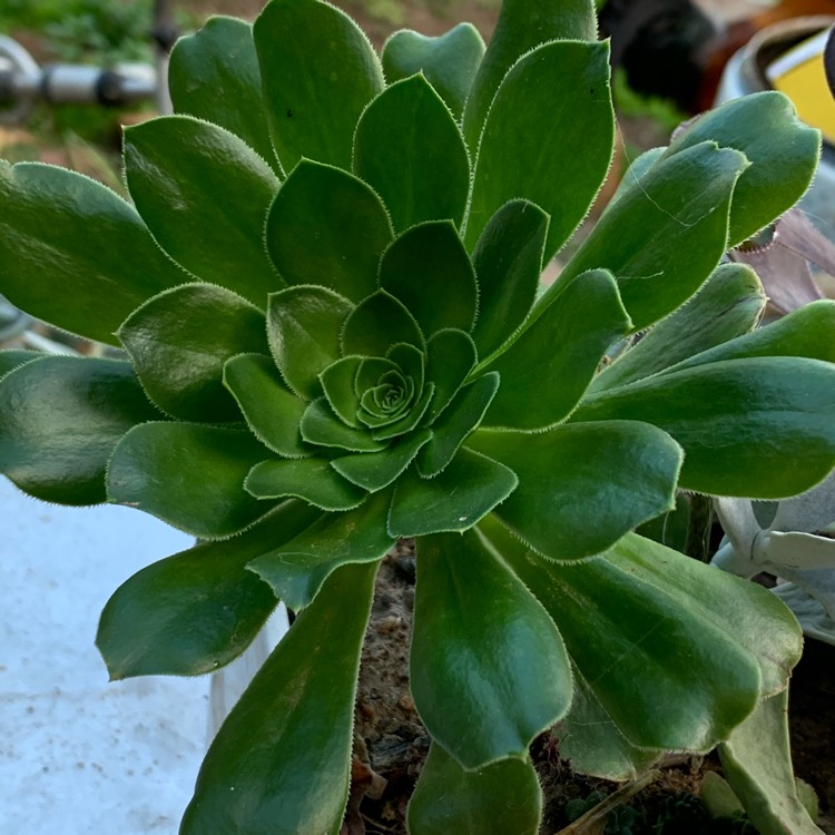 Plant image Aeonium Arboreum Green Rose