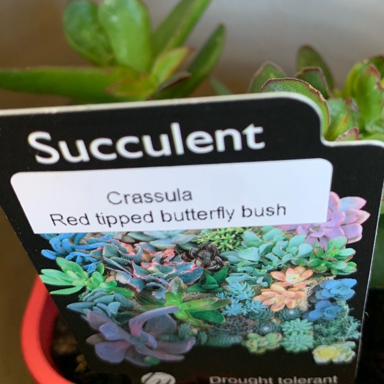 Plant image Crassula 'Red Tipped Butterfly Bush'