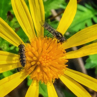 Rudbeckia x hirta 'Chim Chiminee'