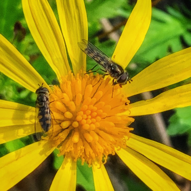 Plant image Rudbeckia x hirta 'Chim Chiminee'