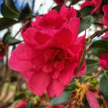 Camellia