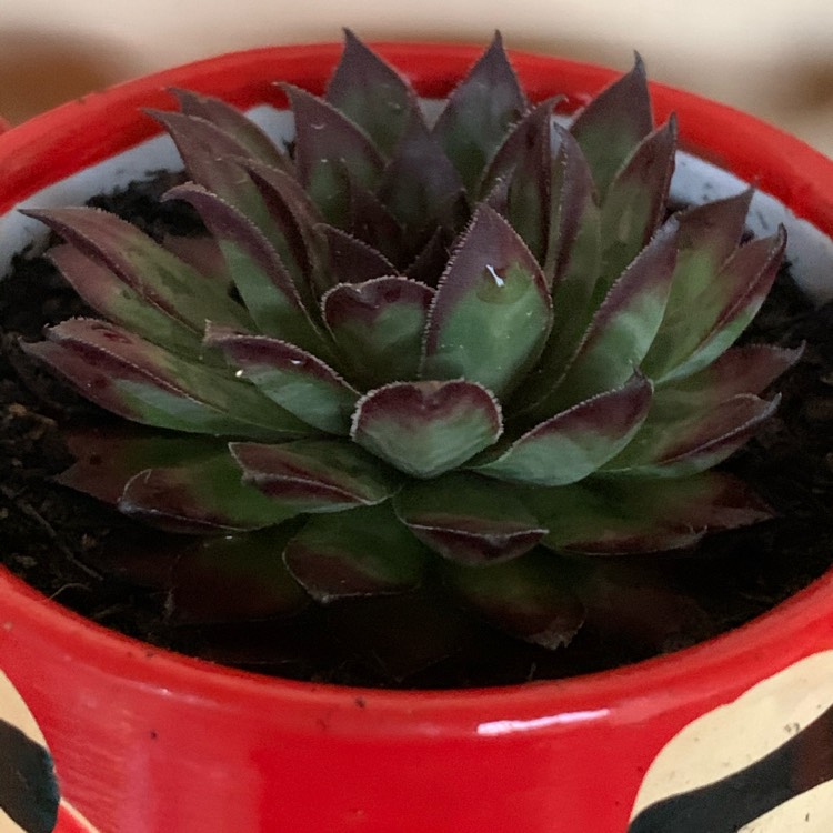 Plant image Sempervivum Bronco