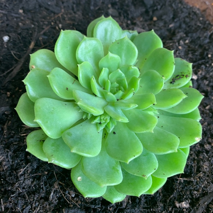 Plant image Echeveria Dondo