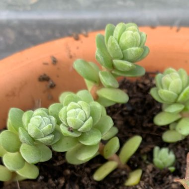 Sedum Oaxacanum