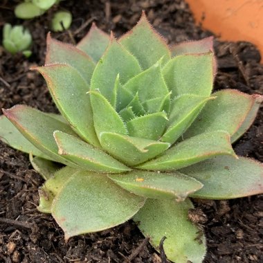 Sempervivum Lilac Time