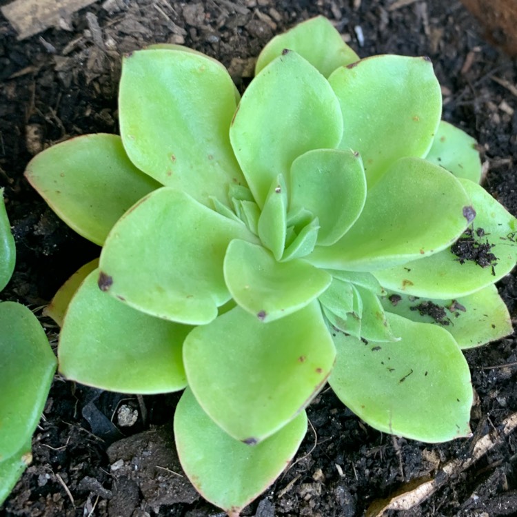 Plant image Echeveria Stolonifera