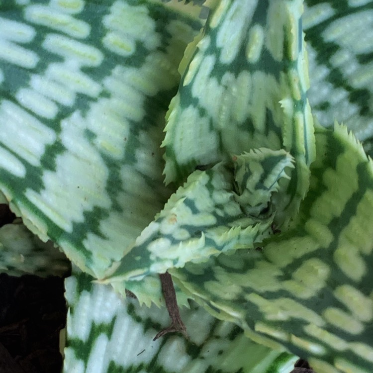 Plant image Aloe variegata