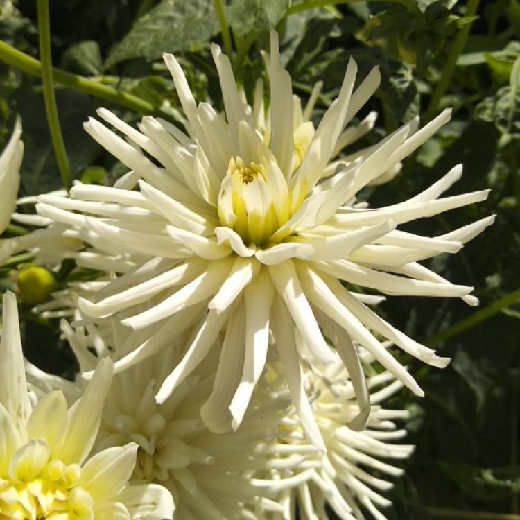 Plant image Dahlia 'White Star'