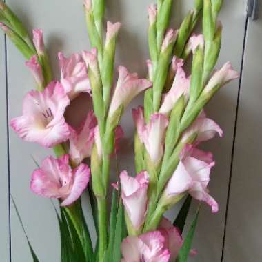 Gladioli