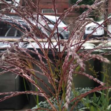 Silver Grass 'Flamingo'