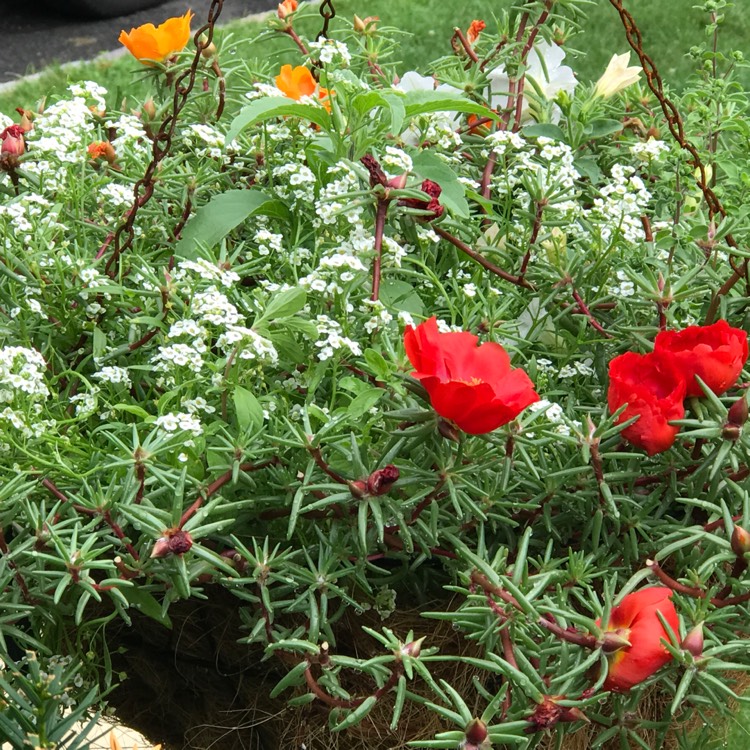 Plant image Portulaca grandiflora 'Everbloom' (Mix)