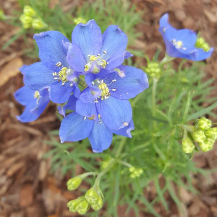 Plant image Delphinium chinensis 'Blue Butterfly'