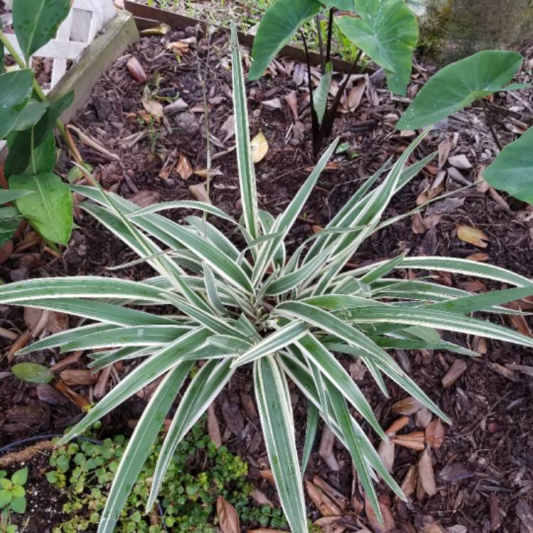 Plant image Phormium 'Yellow Wave'