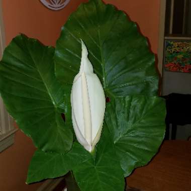 Alocasia