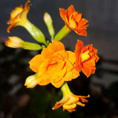 Kalanchoe Blossfeldiana 'Yellow'