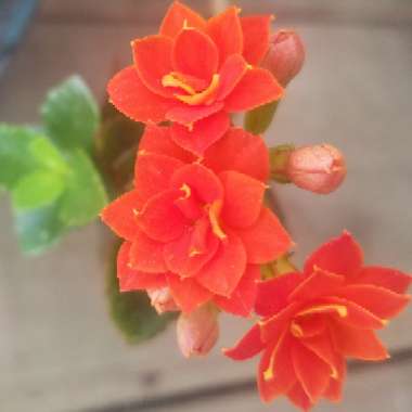 Kalanchoe 'Blossfeldiana'