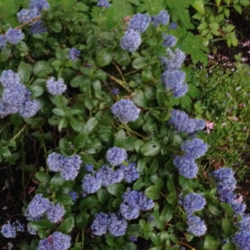 Plant image Ceanothus 'Dark Star'